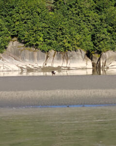 Weißkopfseeadler