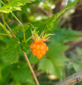 Salmon Berry
