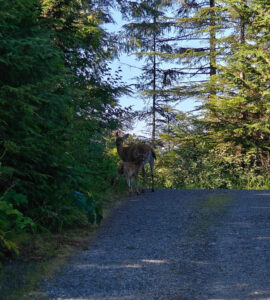 Sitka Black Tail Hirsche
