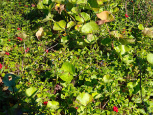 Blaubeeren