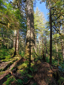 Sitka Fichte