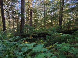 Ravens Roost Trail