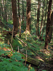 Ravens Roost Trail