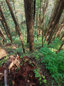 Ravens Roost Trail