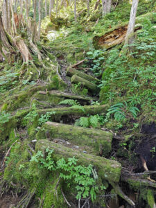 Ravens Roost Trail