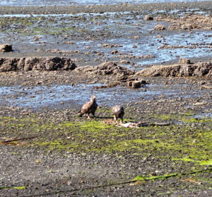 junge Adler am Ufer