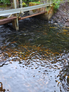 Gunnok Creek Hatchery