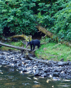 Schwarzbär