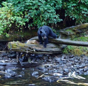 Schwarzbär