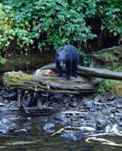 Schwarzbär