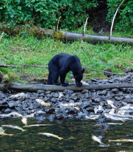 Schwarzbär