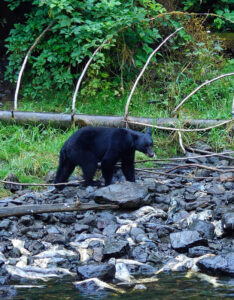Schwarzbär