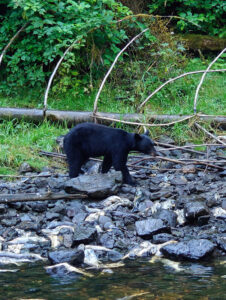 Schwarzbär