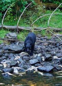 Schwarzbär