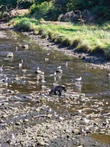 Schwarzbär