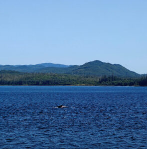 Buckelwale