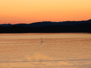 Wale zur Goldenen Stunde