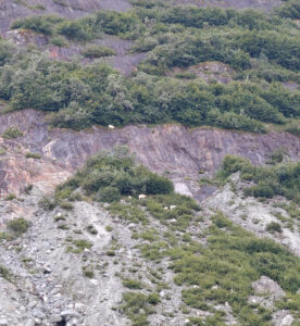 Bergziegen