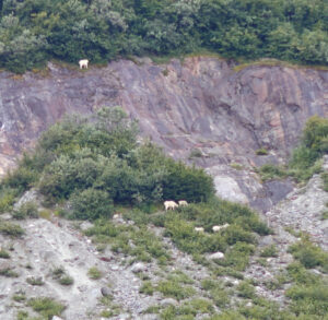 Bergziegen
