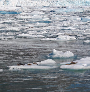 Harbor Seals