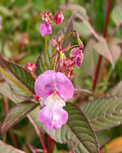 Flora