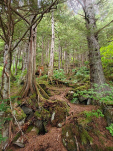 Wald