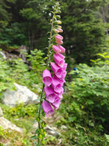 Flora