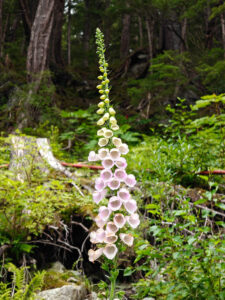 Flora