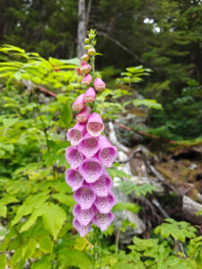Flora