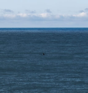 Orcas