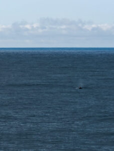 Orcas
