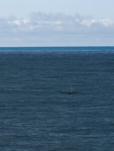 Orcas