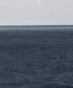 Orcas