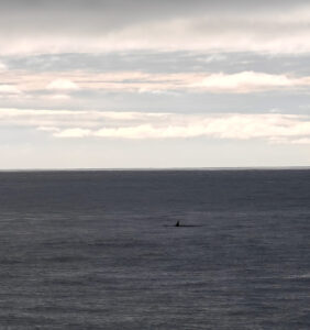 Orcas