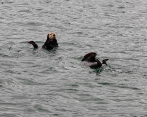 Seeotter