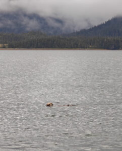 Seeotter