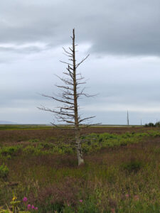 Beluga Slough