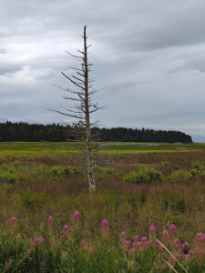 Beluga Slough