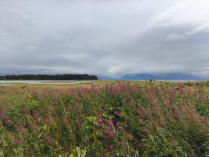 Beluga Slough Trail