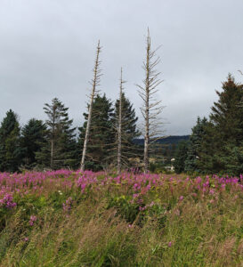 Beluga Slough Trail