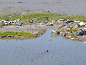 Cook Inlet