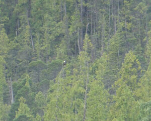 Weißkopfseeadler
