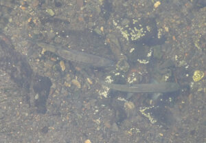 Lachse im Creek