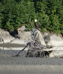 Weißkopfseeadler