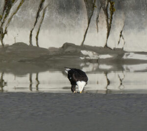 Weißkopfseeadler