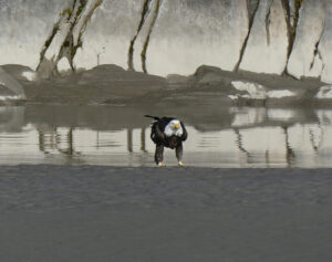 Weißkopfseeadler