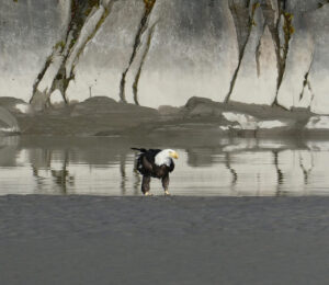 Weißkopfseeadler