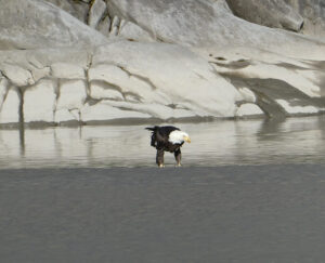 Weißkopfseeadler
