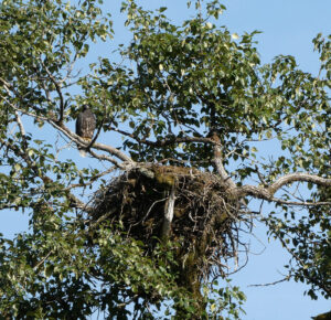 Jungvogel am Horst