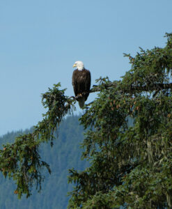 Weißkopfseeadler